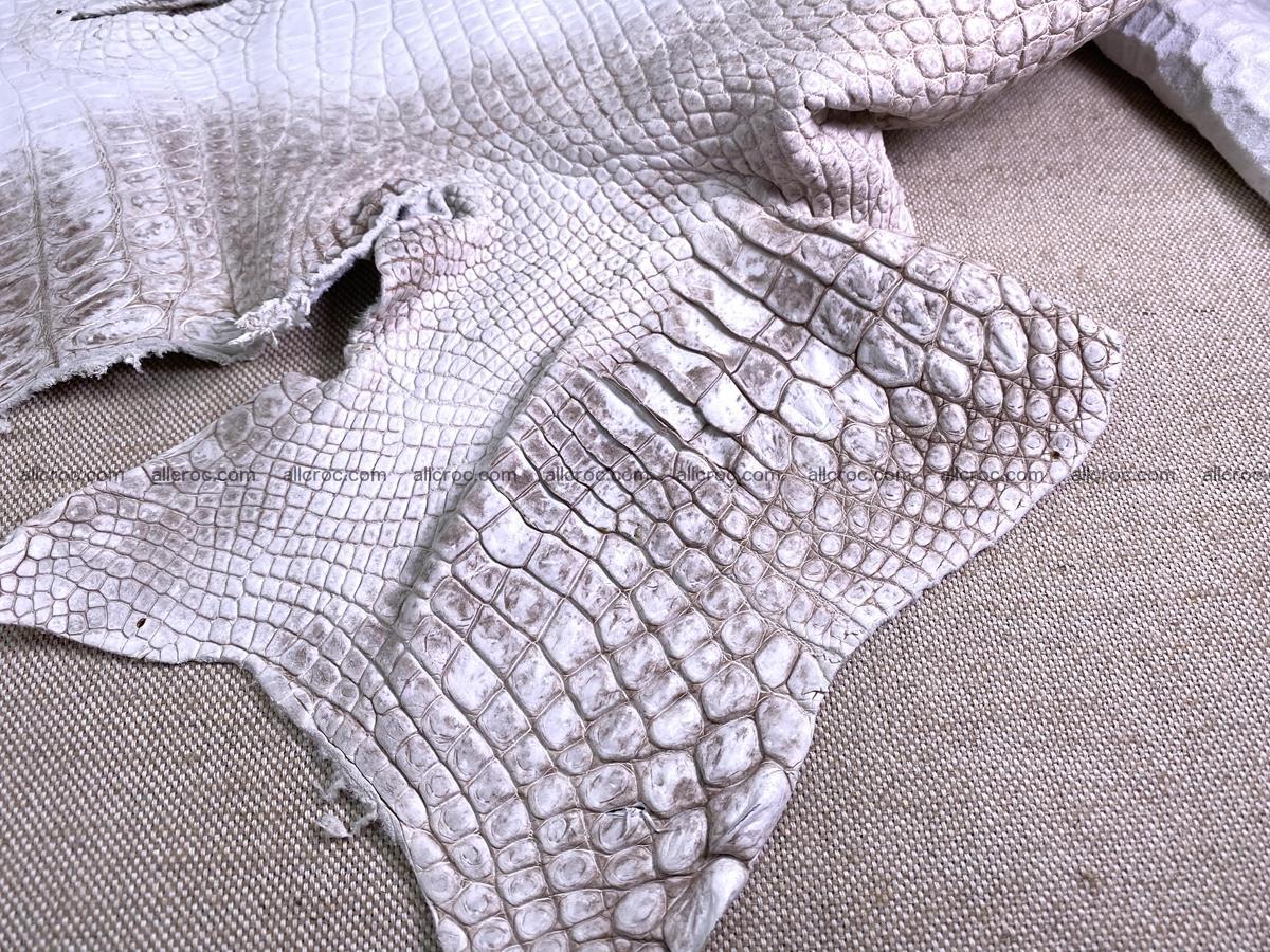 Crocodile skin belly part 43cm himalayan color 1477 Foto 15