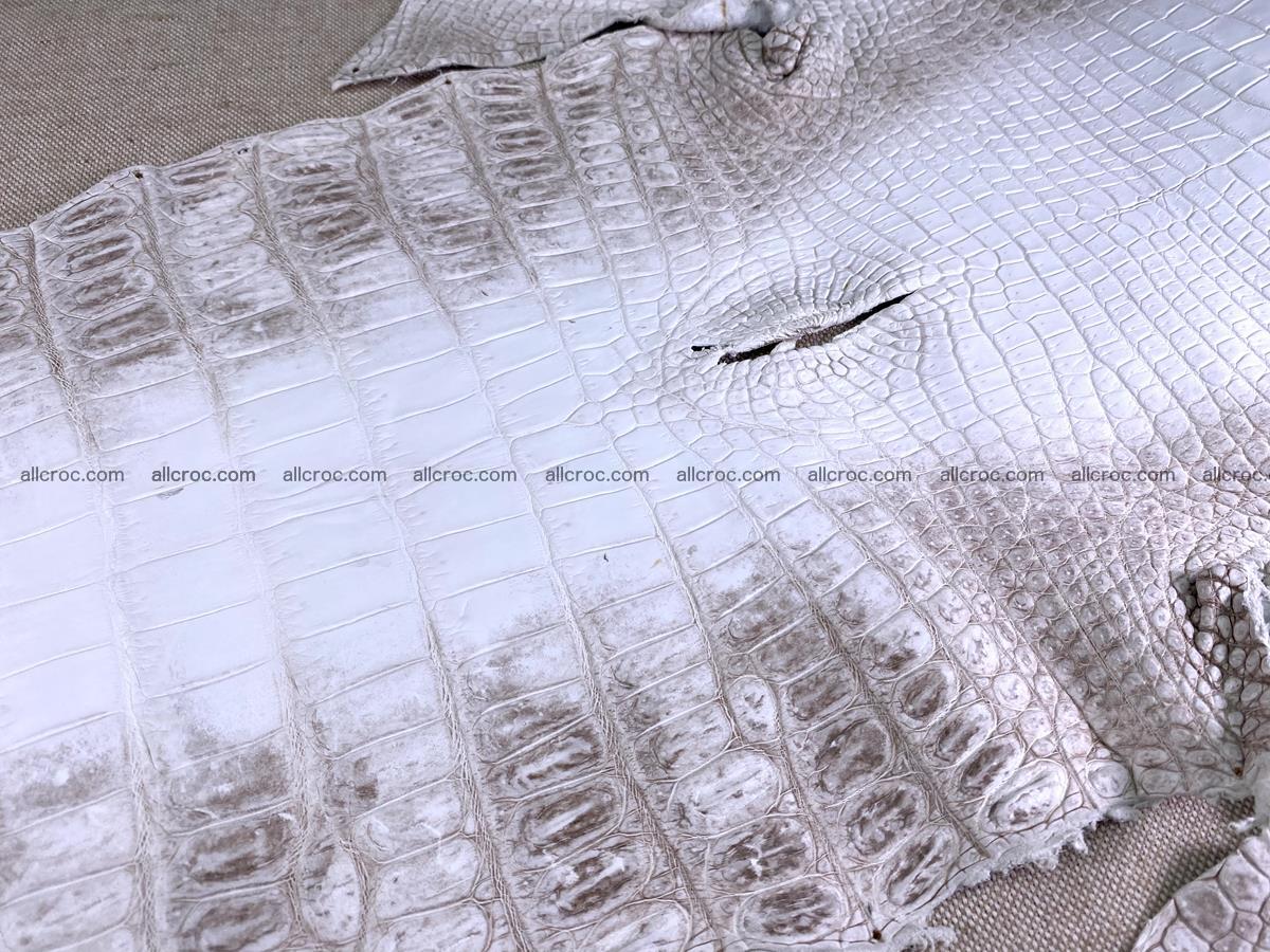 Crocodile skin belly part 43cm himalayan color 1477 Foto 16
