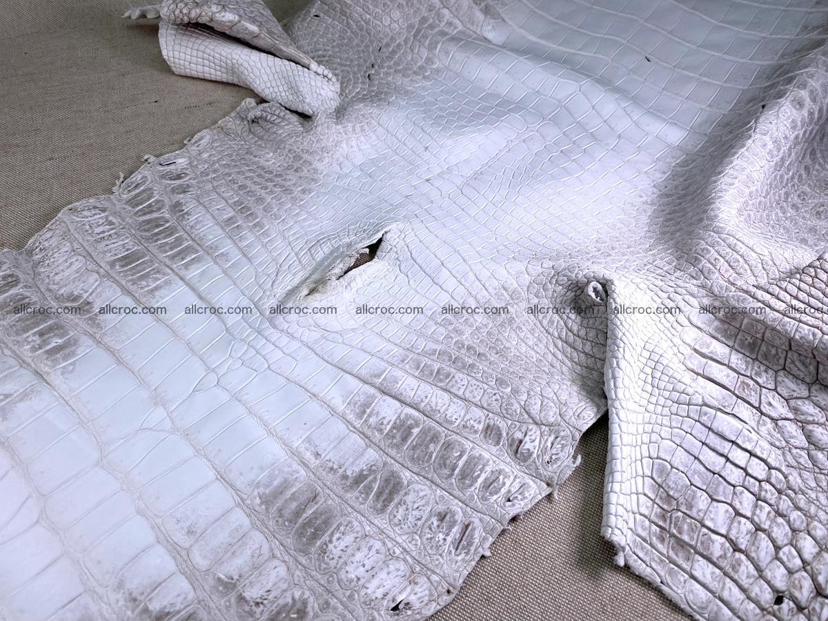 Crocodile skin belly part 57cm himalayan color 1478 Foto 19