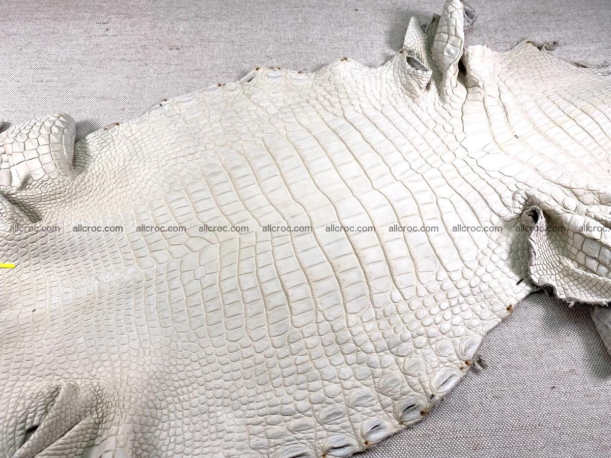 Crocodile skin belly part 31cm sandy cream color 1466 Foto 1