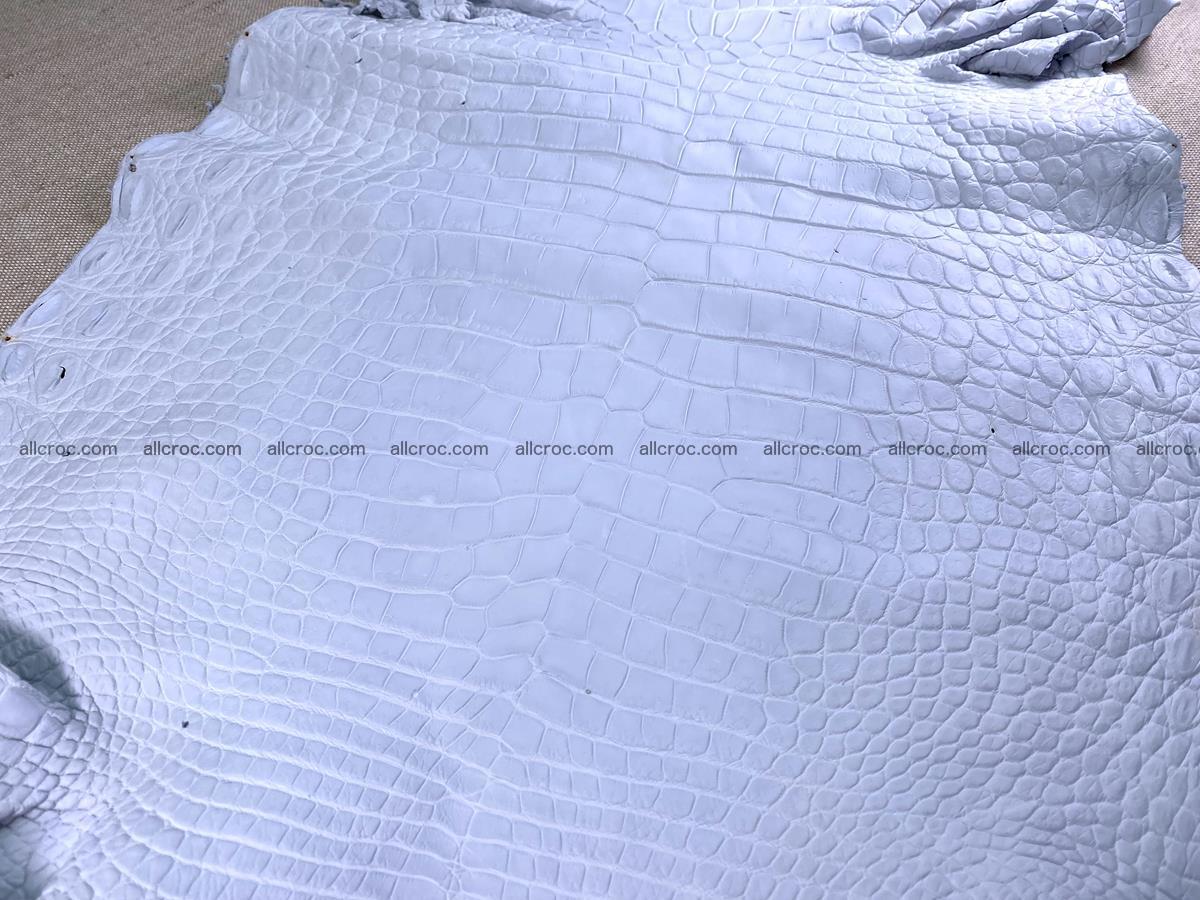 Crocodile skin crust belly part 40cm 1483 Foto 5