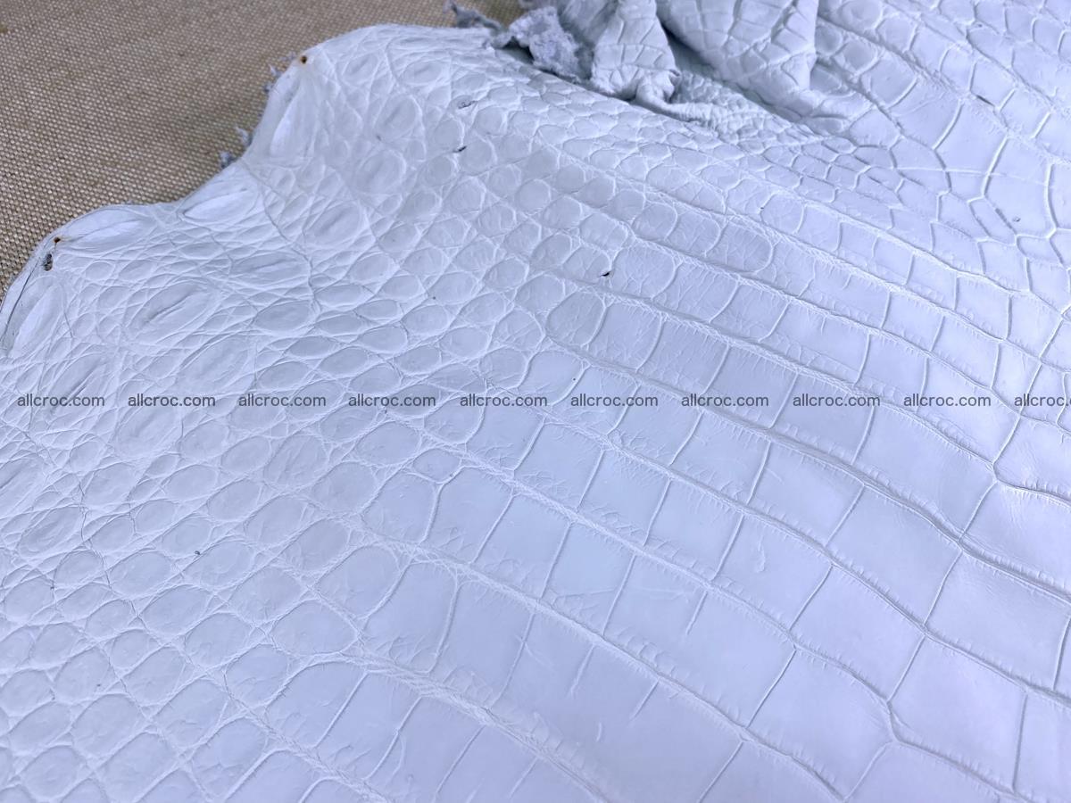Crocodile skin crust belly part 40cm 1483 Foto 4