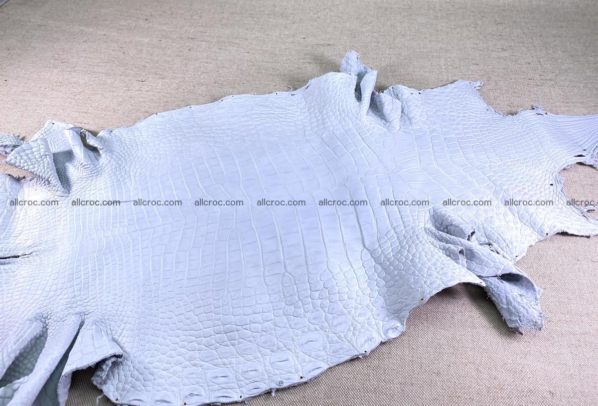 Crocodile skin crust belly part 38cm 1487 Foto 0
