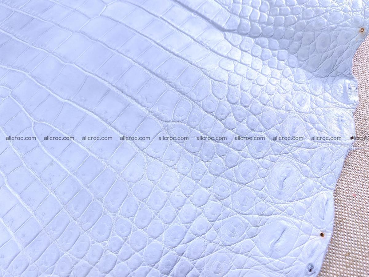 Crocodile skin crust belly part 38cm 1487 Foto 9
