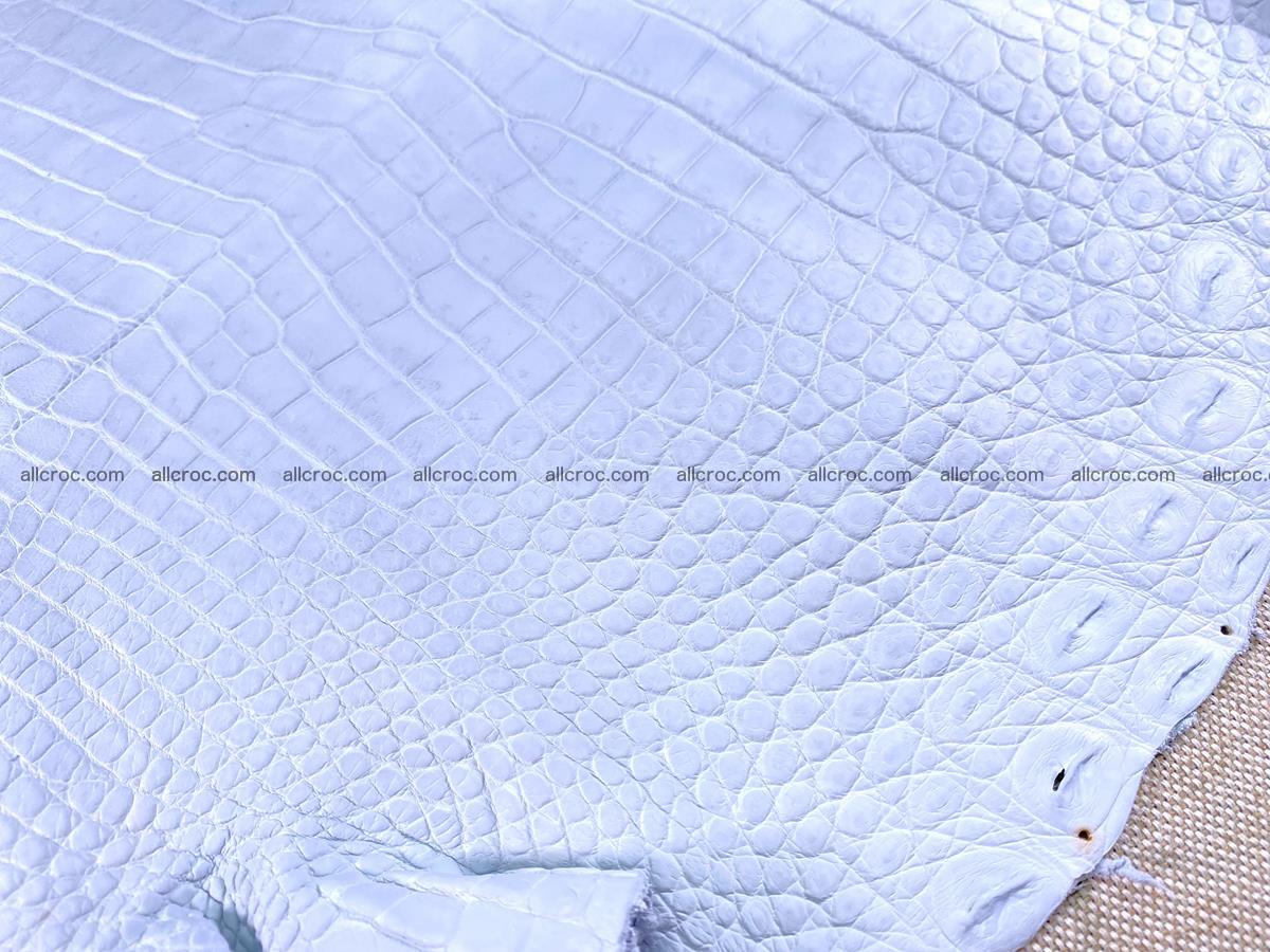 Crocodile skin crust belly part 38cm 1487 Foto 12