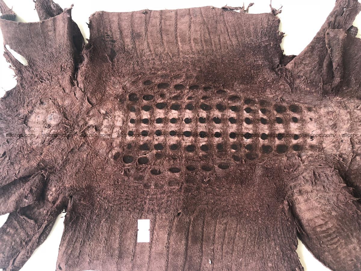 Genuine Siamese crocodile skin, hide hornback part 422 Foto 12