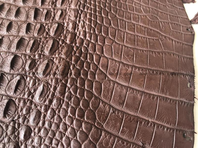 Genuine Siamese crocodile skin, hide hornback part 422