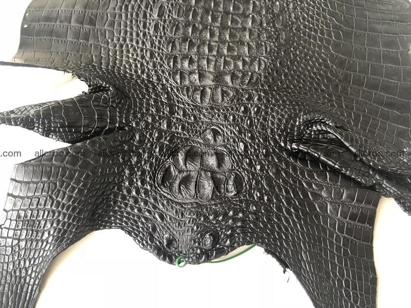 Genuine Siamese crocodile skin, hide hornback part 421