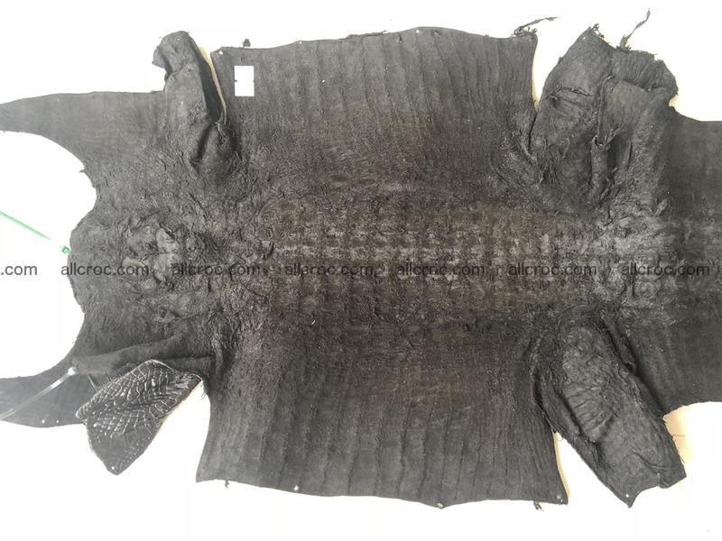 Genuine Siamese crocodile skin, hide hornback part 421