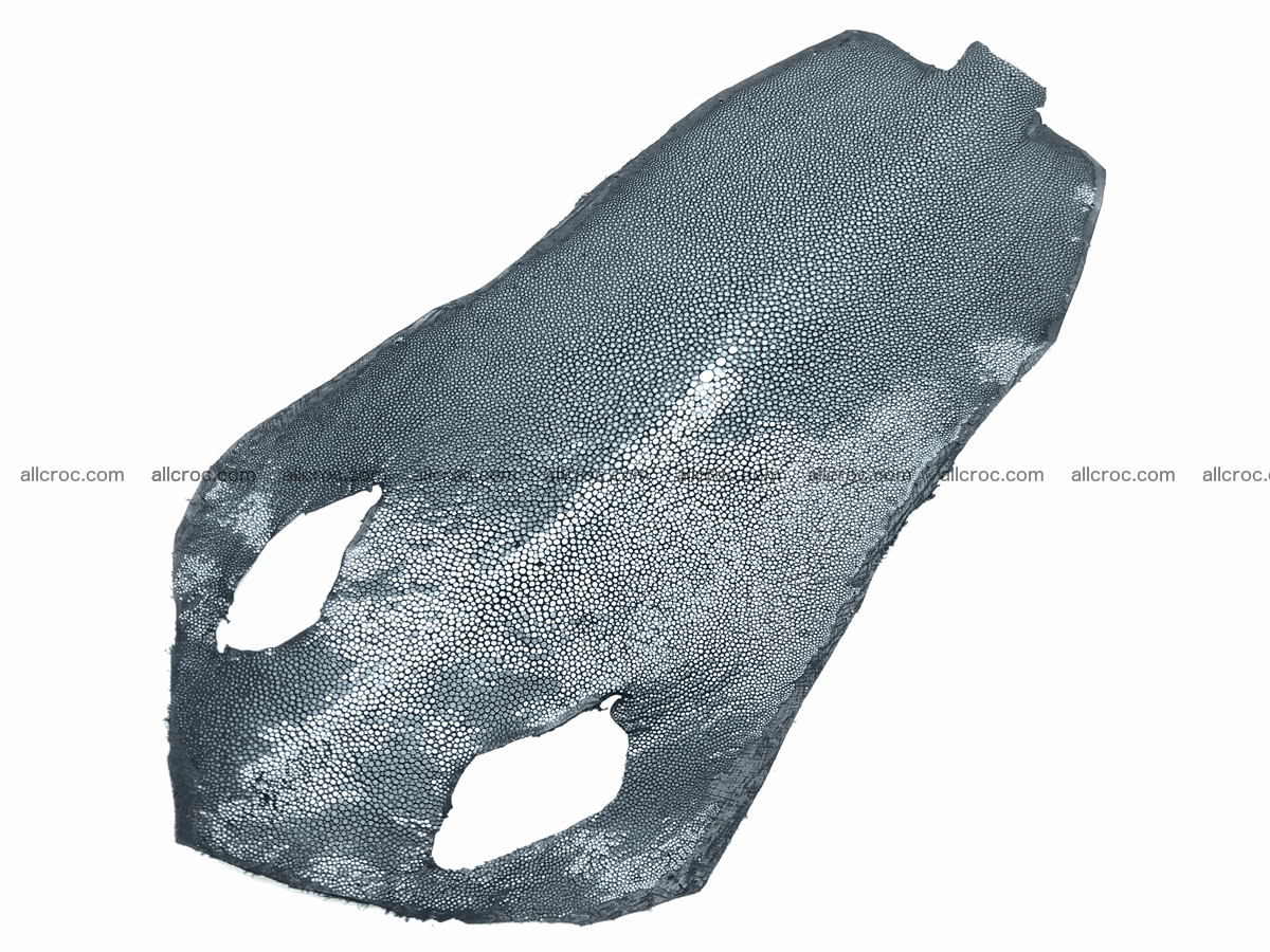 Polished stingray skin long shape 7 inches 601 Foto 0