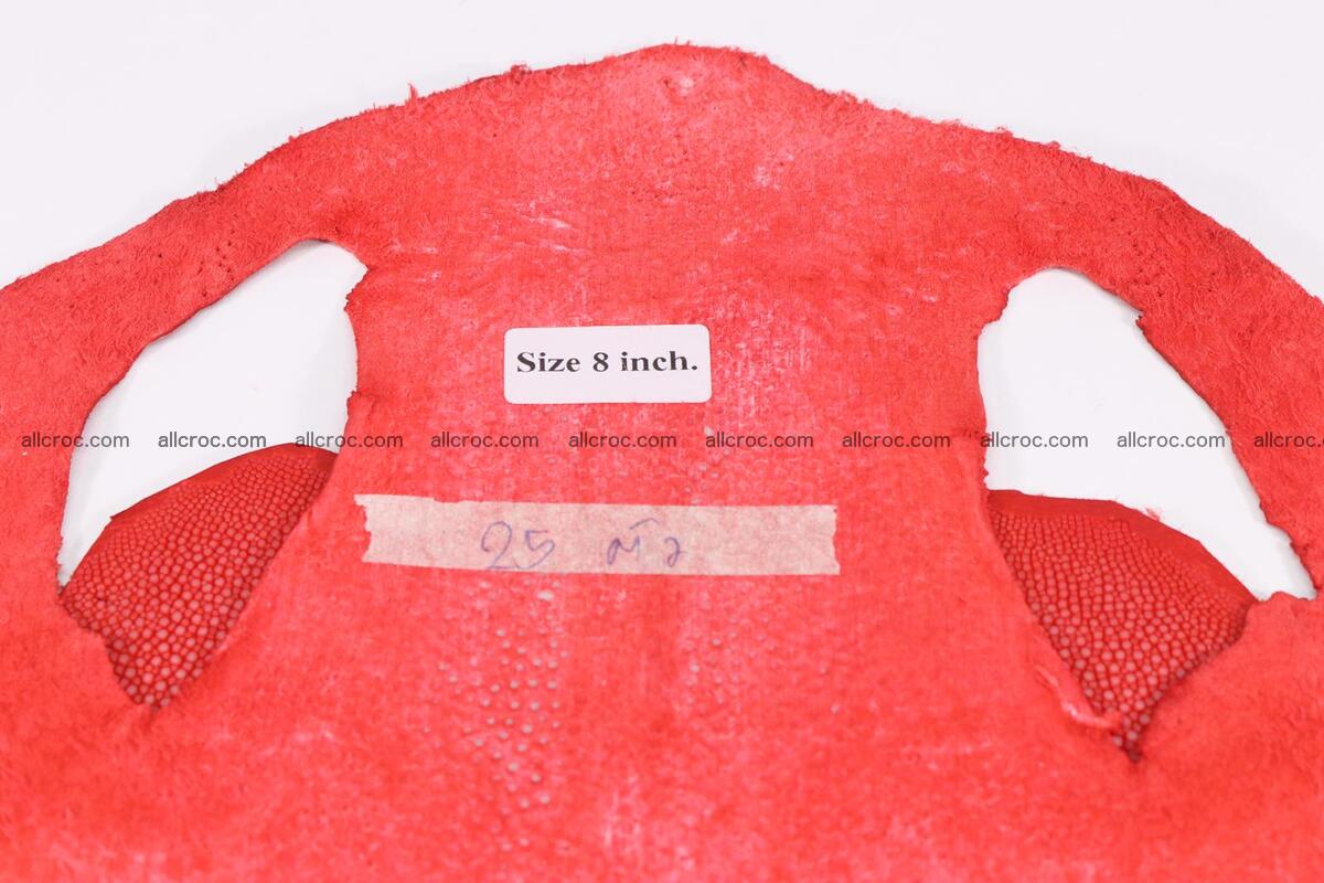 Sanded stingray skin long shape 8 inches 1276 Foto 4