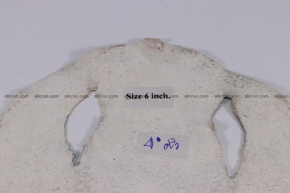Stingray skin round shape 6 inches 1268 Foto 3